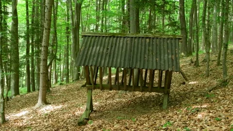 Wild deer feeder standing in the woods among autumn leaves and trees. Stock Footage 336782129