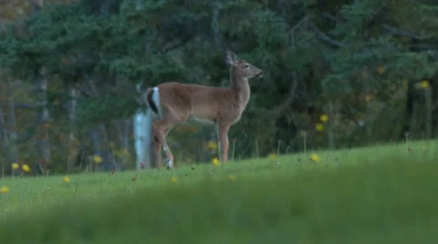 Wild deer in a field Stock Footage 57695524
