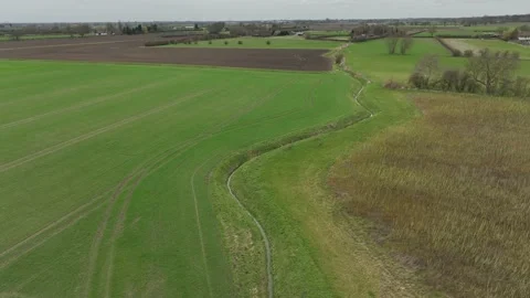 Wild deer Stock Footage 238006594