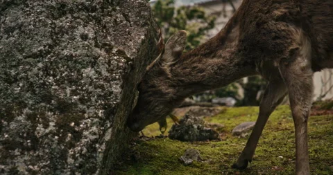 Wild Deer Foraging Beside Large Mossy Stone in Japanese Garden Stock Footage 344702238
