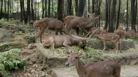 Wild deer in the forest, driving point of view Stock Footage 111717820