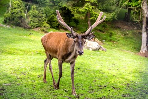 Wild deer in a forest Stock Photos