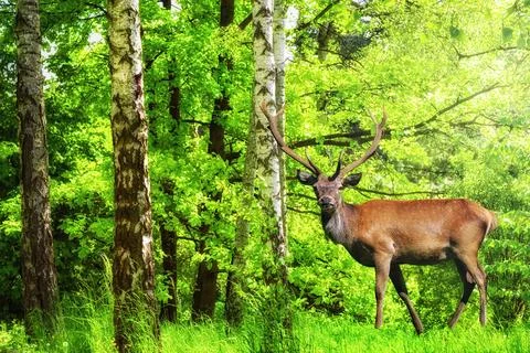 Wild deer in the forest Stock Photos