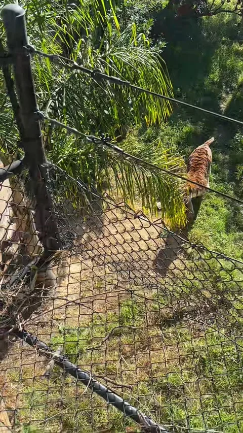 Wild Deer Gets Stuck Alongside Tiger Enclosure, Oakland, California, USA - 05 De Stock Footage 324867460
