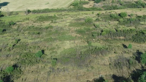 Wild deer graze in a conservation area in Russia Stock Footage 114237969