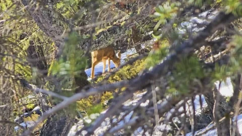 Wild deer grazes through tangled pine branches and patches of snow, captured 動画素材 334159690