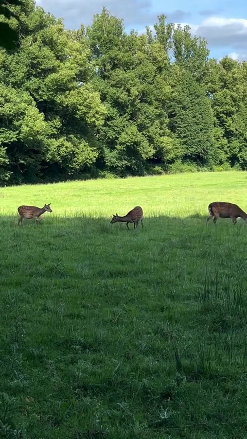 Wild deer grazing in open green meadow Stock-Footage 339882186