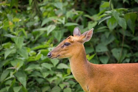Wild deer with green tree Stock Photos