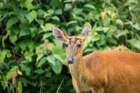 Wild deer with green tree Stock Photos
