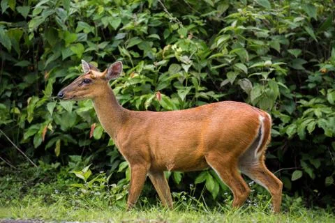 Wild deer with green tree Stock Photos