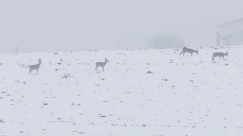 Wild Deer Herd Close Up on Hill Winter Time Snow Freezing Vidéo 146789430