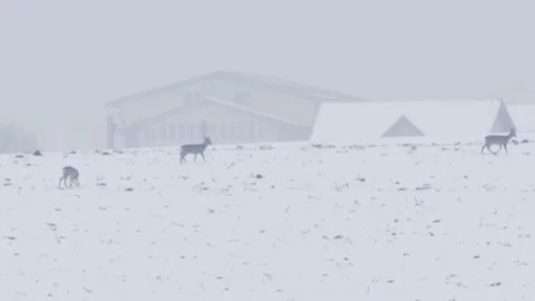 Wild Deer Herd Close Up on Hill Winter Time Snow Freezing Vidéo 146789448