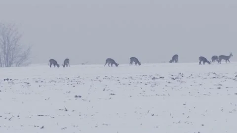 Wild Deer Herd Close Up on Hill Winter Time Snow Freezing Vídeo Stock 146789463
