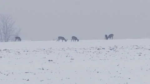 Wild Deer Herd Close Up on Hill Winter Time Snow Freezing Vídeo Stock 146789471