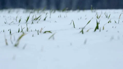Wild Deer Herd Close Up on Hill Winter Time Snow Freezing Vidéo 146789475