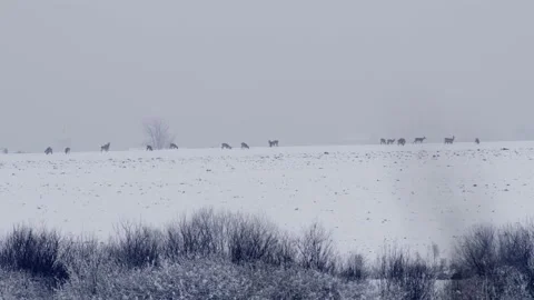 Wild Deer Herd Close Up on Hill Winter Time Snow Freezing Vidéo 146789589