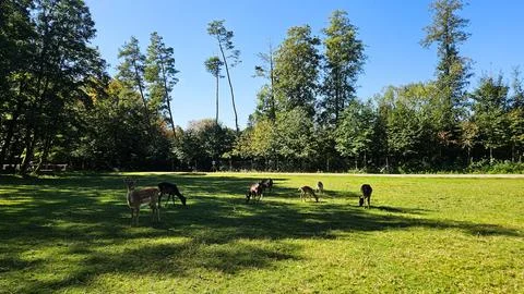 Wild deer herd grazing at forest edge in calm sunny weather Stock Photos