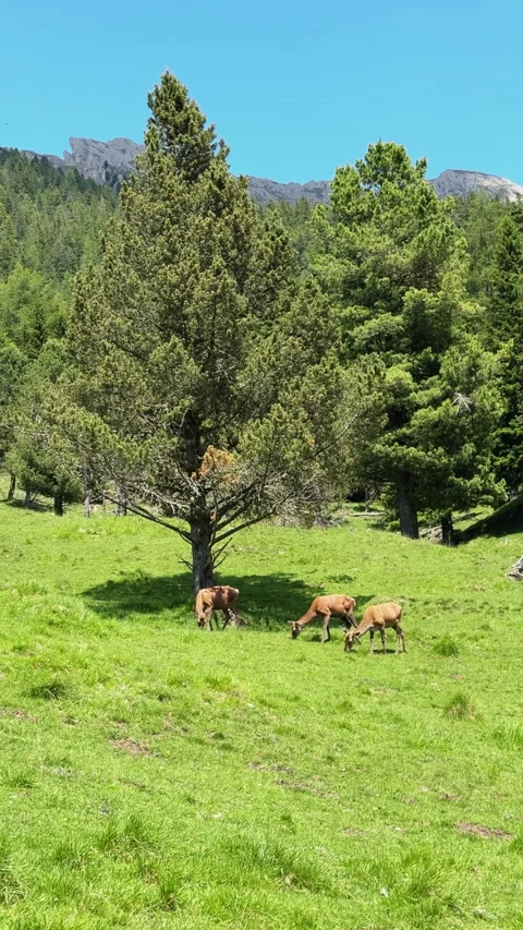 Wild deer herd grazing in mountain pasture Stock Footage 341772138