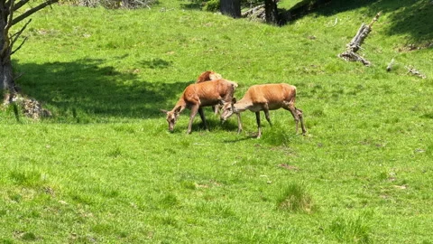 Wild deer herd grazing peacefully in green forest meadow Stock Footage 341365972
