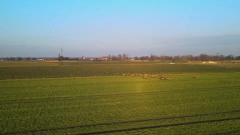 Wild Deer Herd Running Fast Over Green Field Aerial Drone View Stock-Footage 330974635