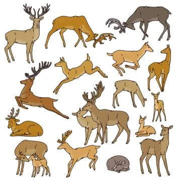 Wild deer herd vector set males and females with babies jump, sleep and in other Stock Illustration