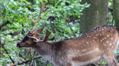 Wild deer herd in woods Video stock 60243002