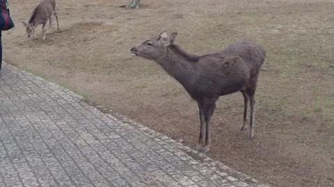 Wild Deer in Japan Stock Footage 316068798