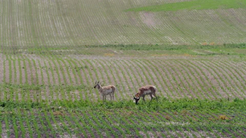 Wild deer in a large field in Alberta, Canada Stock Footage 205573544