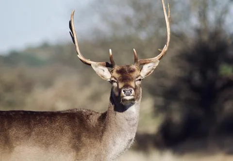 Wild deer looking in the camera Stock Photos