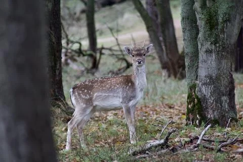 Wild deer looking into the camera Stock Photos