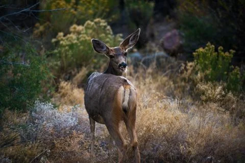 Wild Deer looking towards the camera Colorado Wildlife Stock Photos
