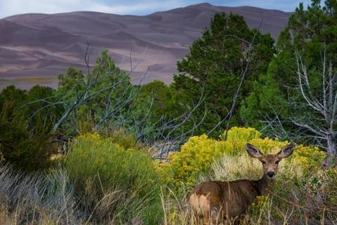 Wild Deer looking towards the camera Colorado Wildlife Stock Photos