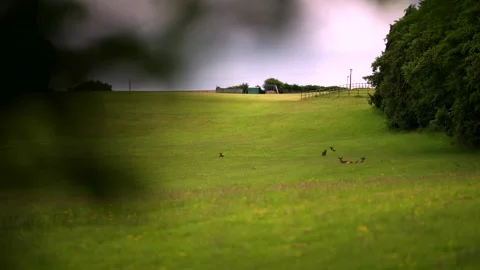 Wild deer lying in a British countryside field near a fence and treeline Vídeo Stock 278201280