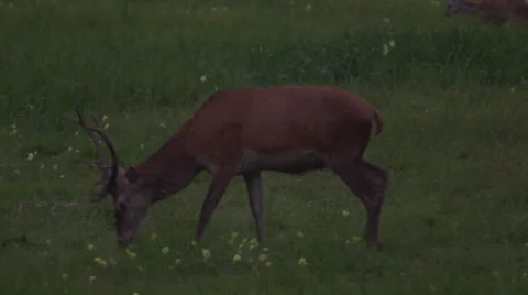 Wild deer on meadow Video stock 34296103