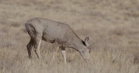 Wild Deer Mountain Deer Stock Footage 295068317