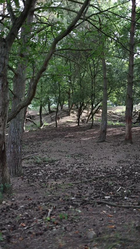 Wild deer move quietly through a peaceful forest Stock Footage 340135238