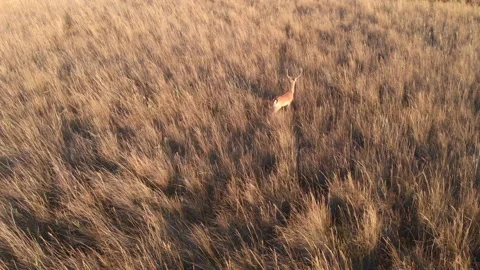 Wild deer in natural environment Stock Footage 145630675