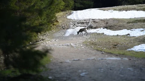 Wild deer near spring forest. Stock Footage 112738161