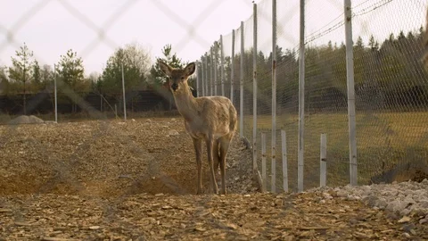 Wild deer in the paddock Stock Footage 129248190