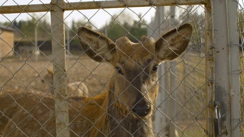 Wild deer in the paddock Video stock 129249158