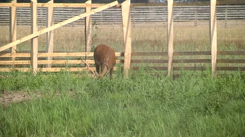 Wild deer in the paddock. morality Stock Footage 120937940