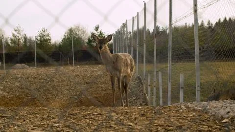 Wild deer in the paddock Stock Photos
