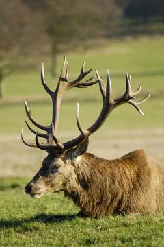 Wild Deer in a park Fotos Stock