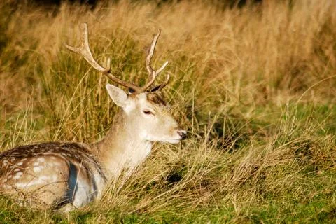 Wild Deer in a park Fotos Stock
