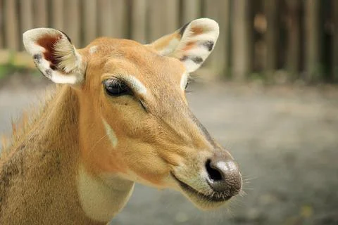 Wild deer Stock Photos