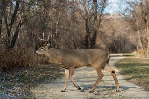 Wild Deer Stock Photos
