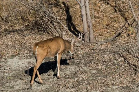 Wild Deer Stock Photos