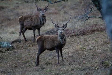 Wild Deer Stock Photos