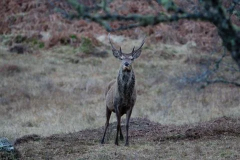 Wild Deer Stock Photos