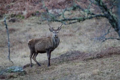 Wild Deer Stock Photos